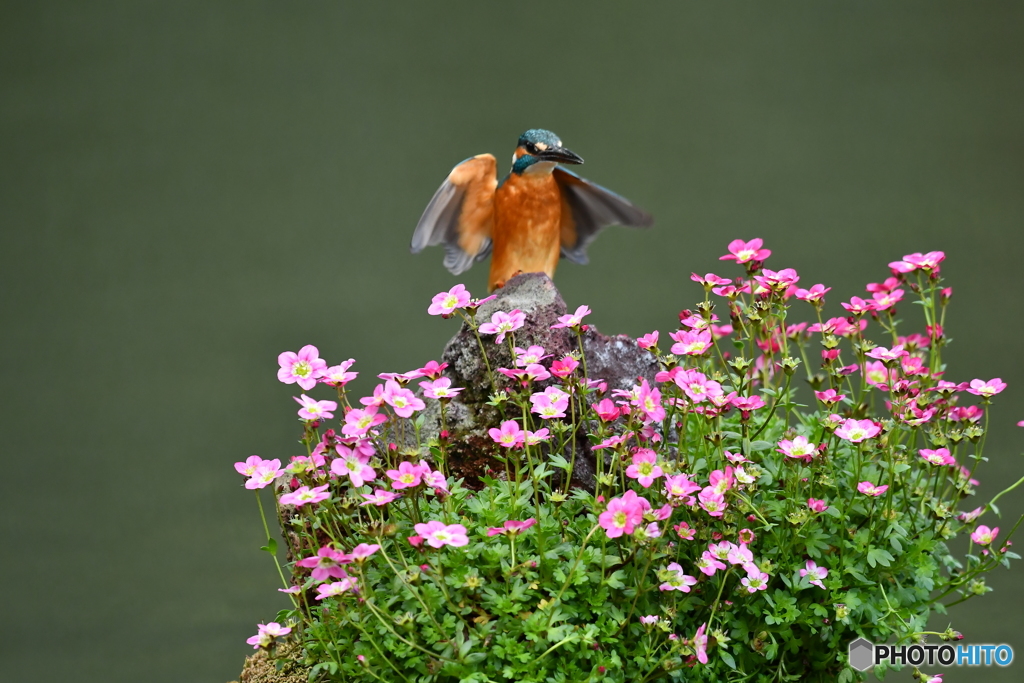 雲間草とカワセミ