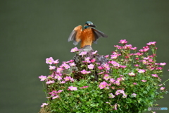 雲間草とカワセミ