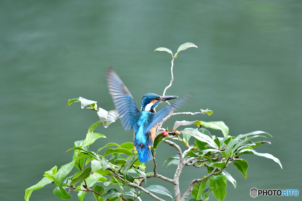 お茶の木とカワセミ