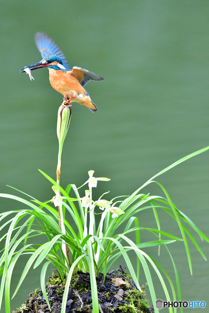 春蘭とカワセミ