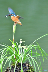 春蘭とカワセミ