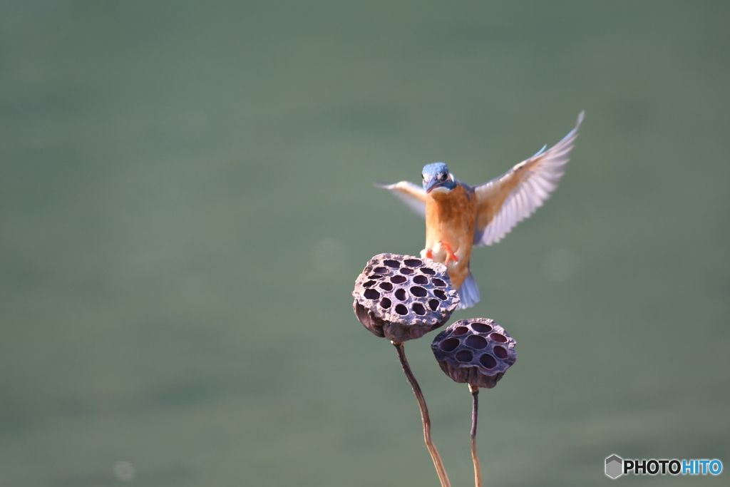 ハスの実とカワセミ