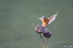 ハスの実とカワセミ