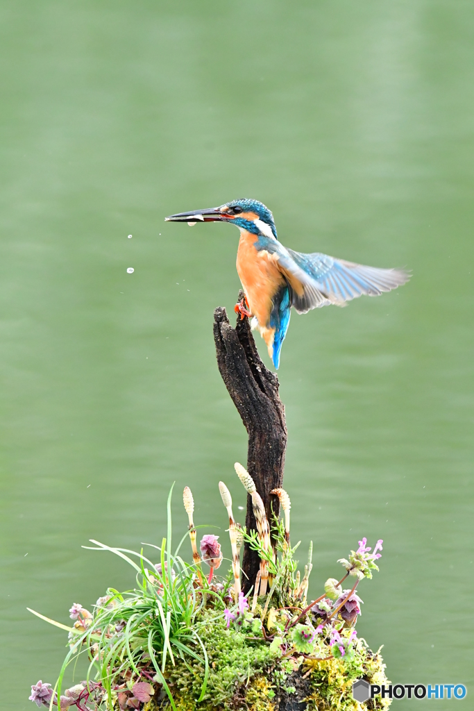 土筆とカワセミ