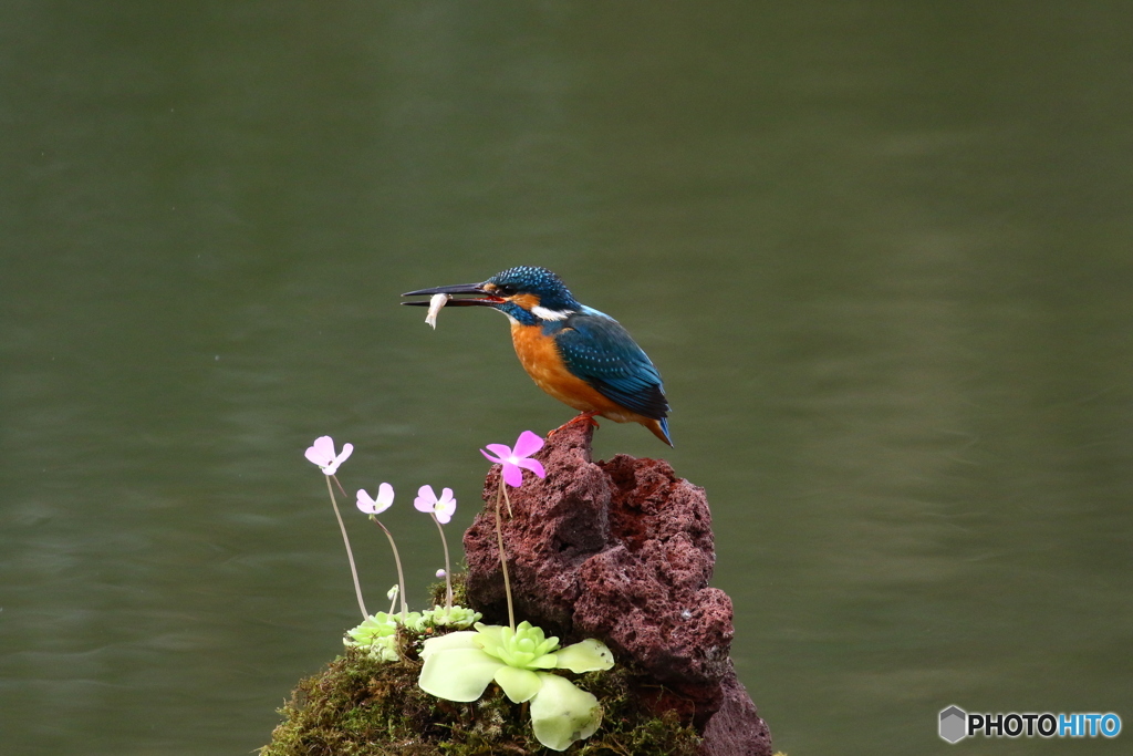 虫取りスミレとカワセミ