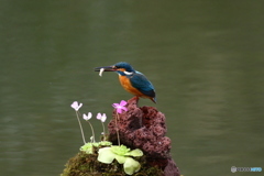 虫取りスミレとカワセミ