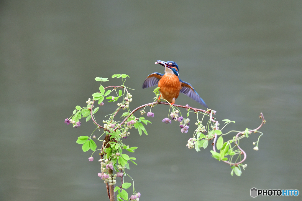 アケビの花とカワセミ