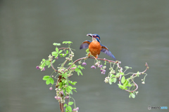 アケビの花とカワセミ