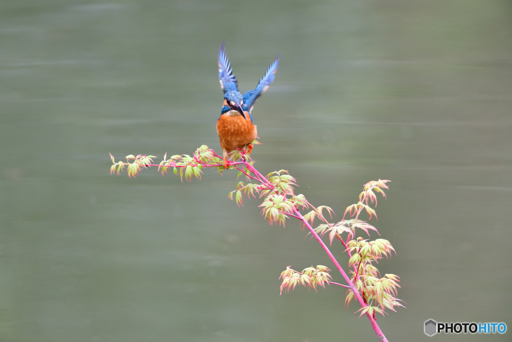 紅葉とカワセミ