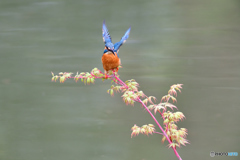 紅葉とカワセミ