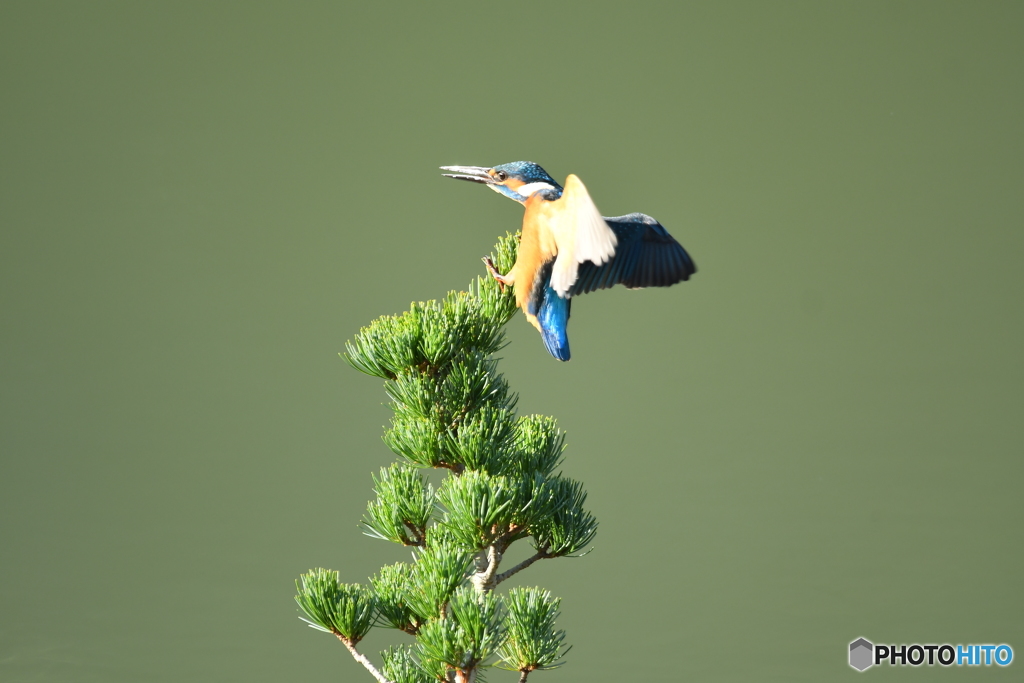 五葉松とカワセミ