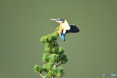 五葉松とカワセミ