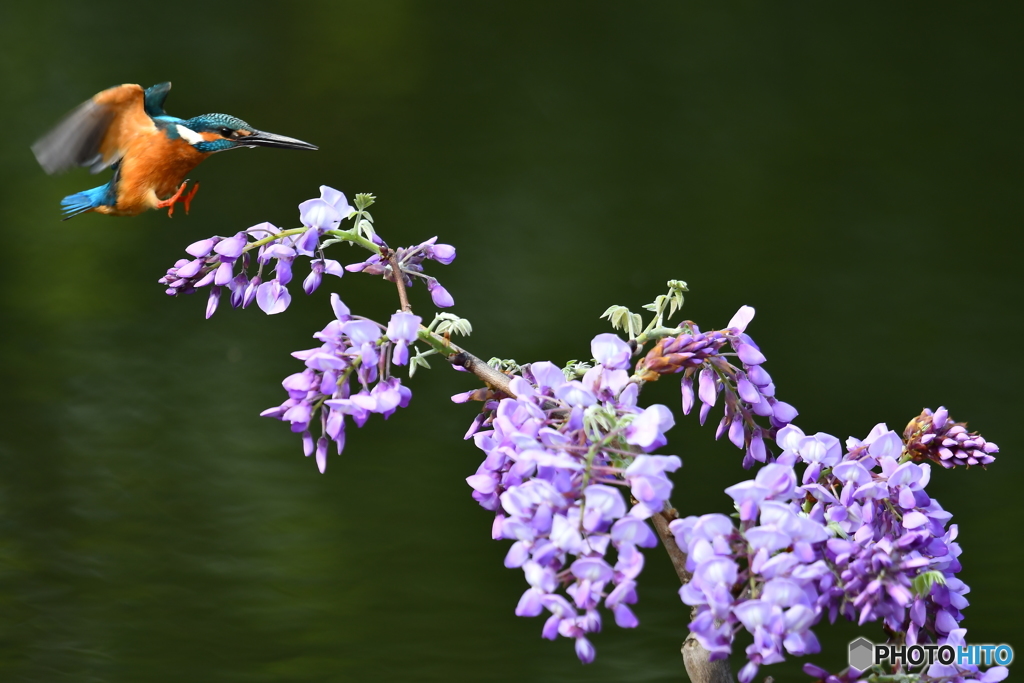 フジの花とカワセミ