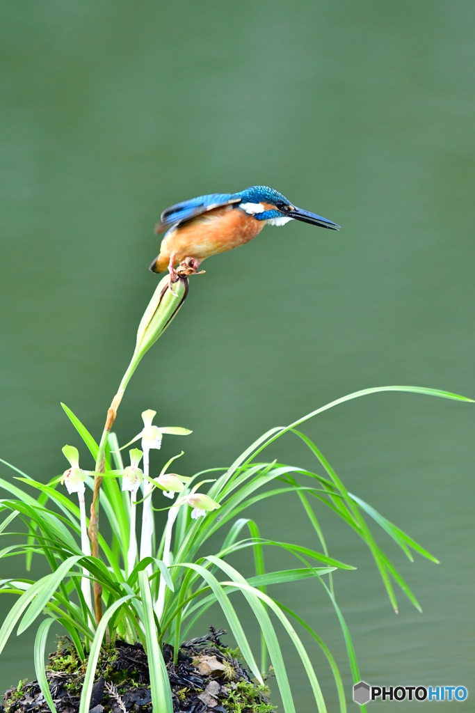 春蘭とカワセミ