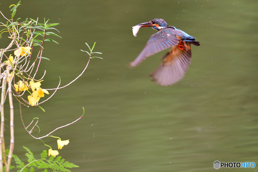 竹葉セッコクとカワセミ