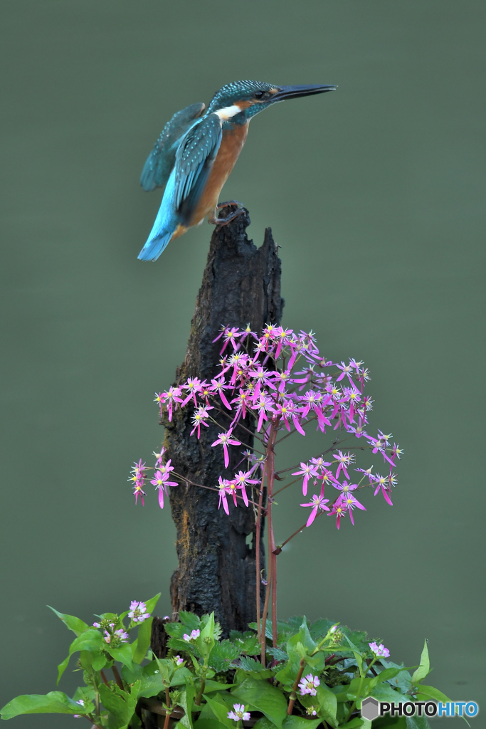 大文字草とカワセミ