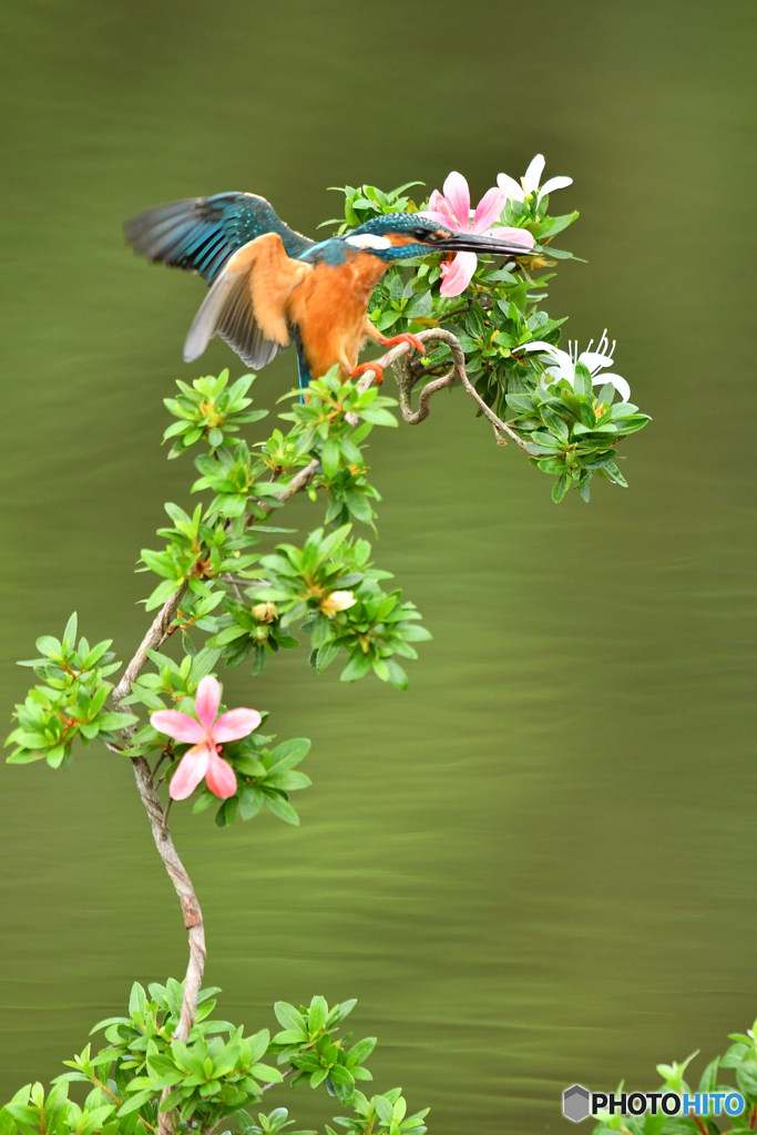 サツキとカワセミ