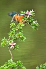 サツキとカワセミ