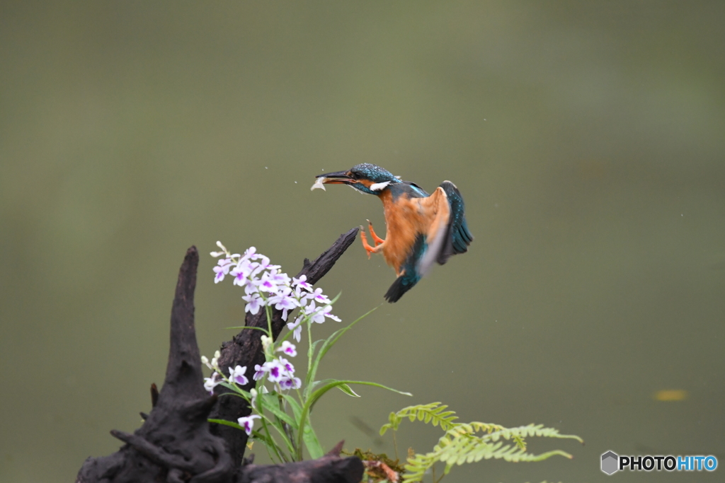 ウチョウランとカワセミ
