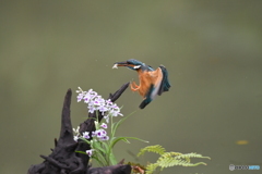 ウチョウランとカワセミ