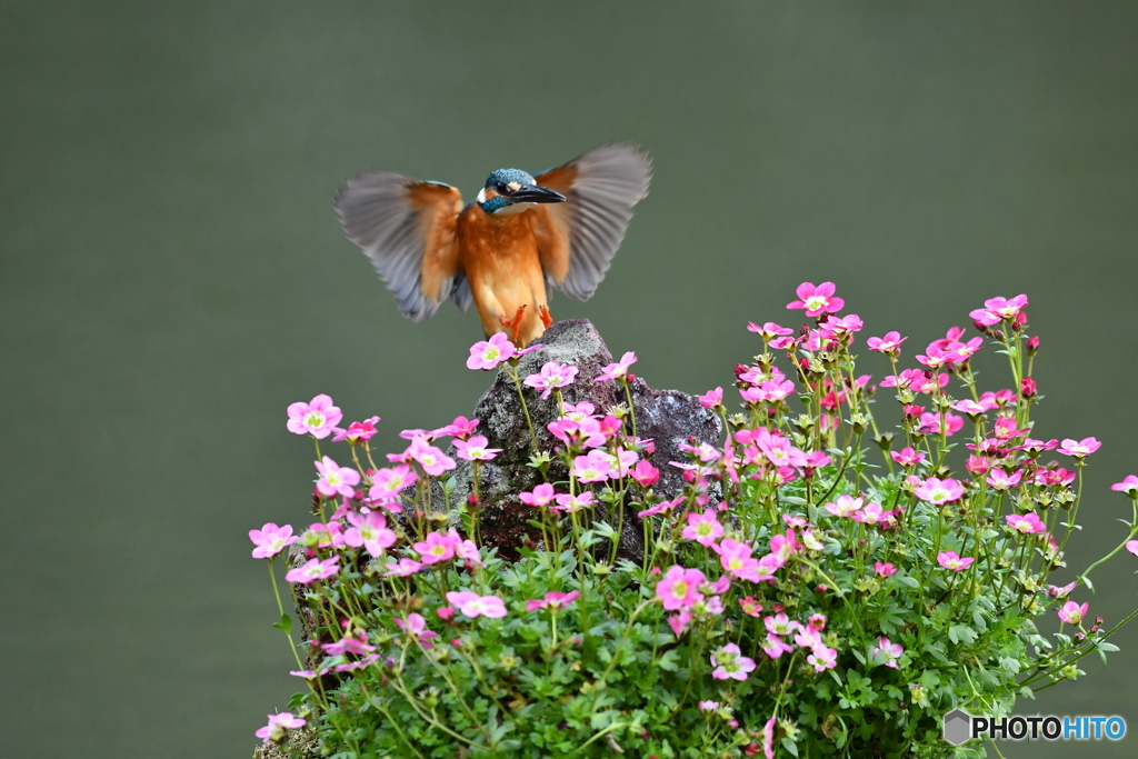 雲間草とカワセミ