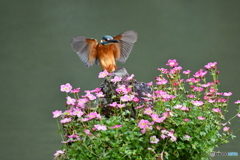 雲間草とカワセミ