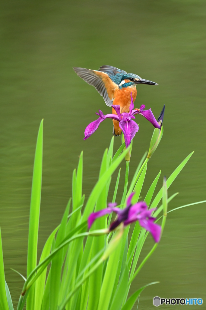 カキツバタとカワセミ