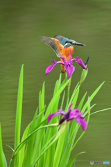 カキツバタとカワセミ
