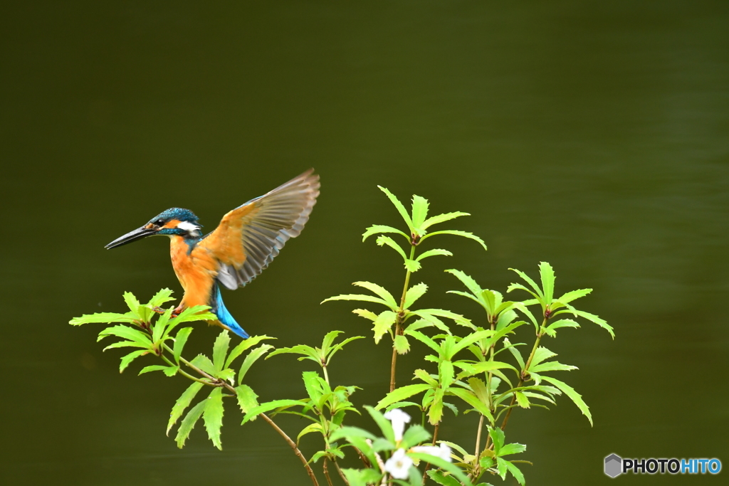 シシンランとカワセミ