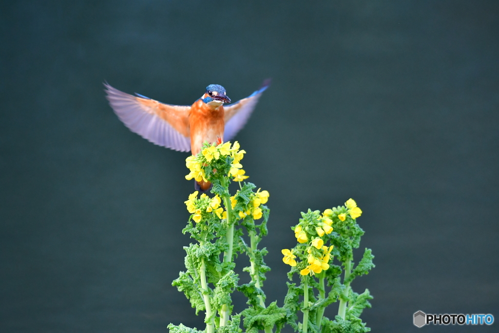 菜の花とカワセミ