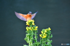 菜の花とカワセミ