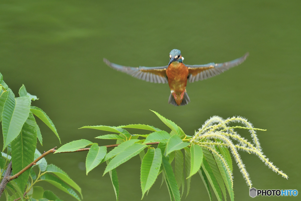 栗の花とカワセミ