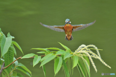 栗の花とカワセミ