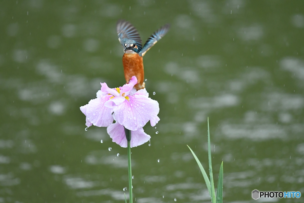 花ショウブとカワセミ