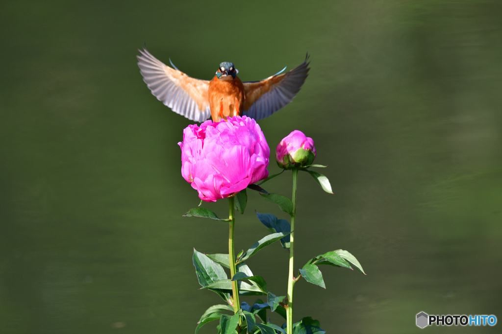シャクヤクとカワセミ