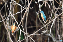 カワセミのペア