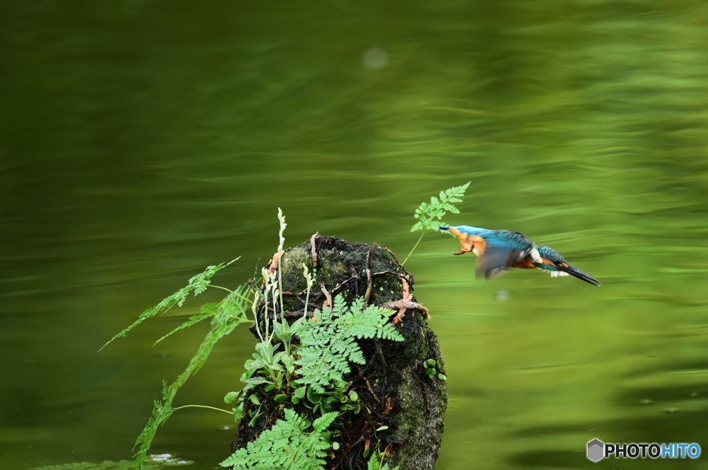 山野草とカワセミ