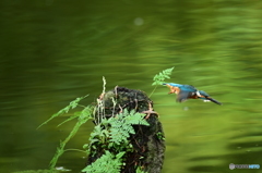 山野草とカワセミ