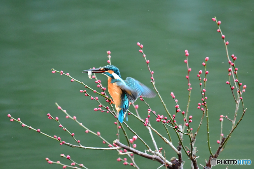 紅梅とカワセミ