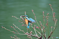 紅梅とカワセミ