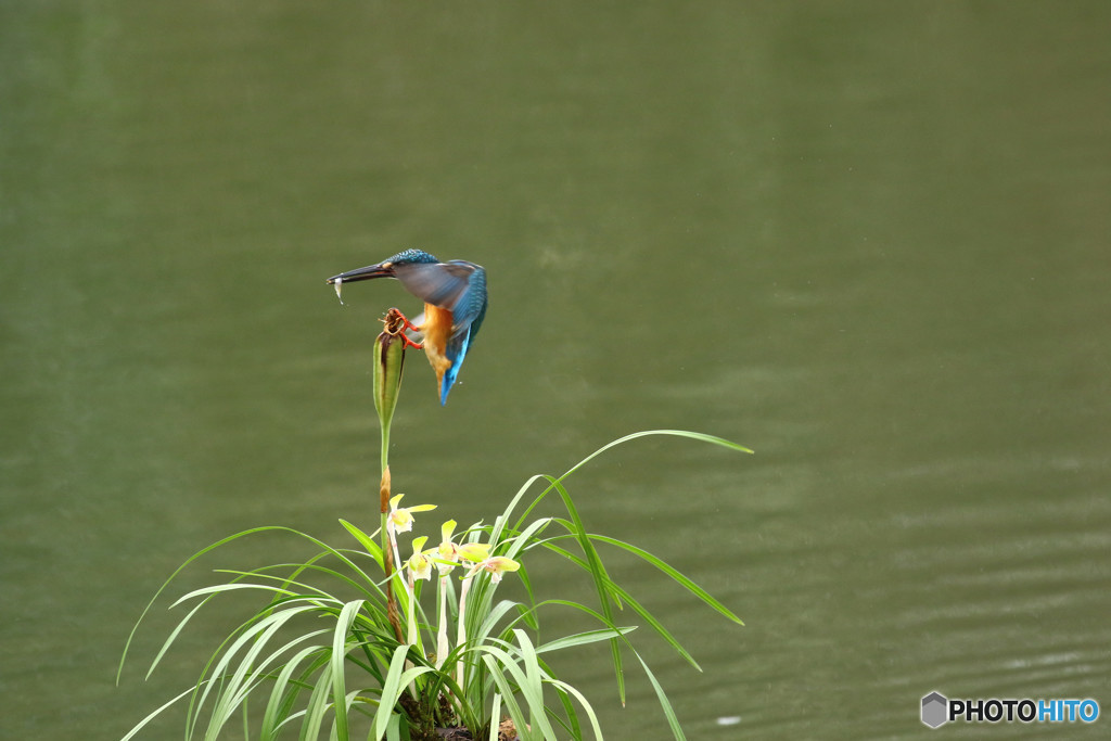 春蘭とカワセミ