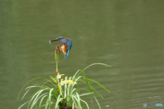 春蘭とカワセミ