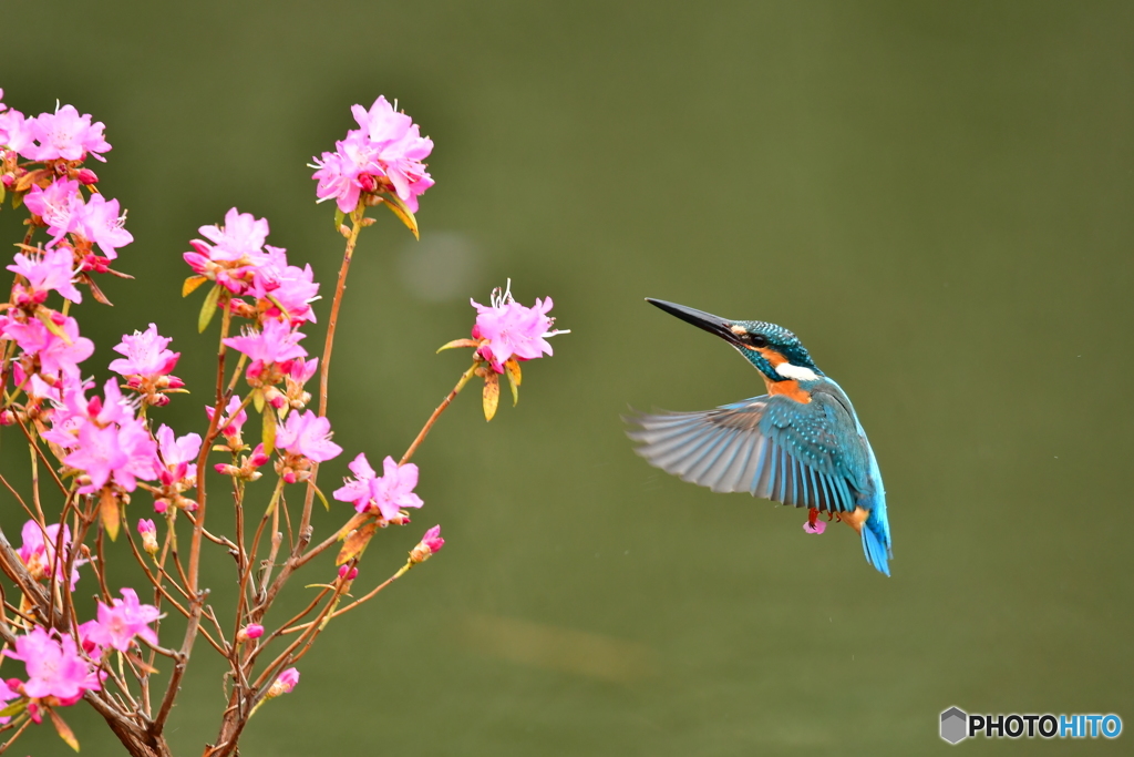 吉野ツツジとカワセミ