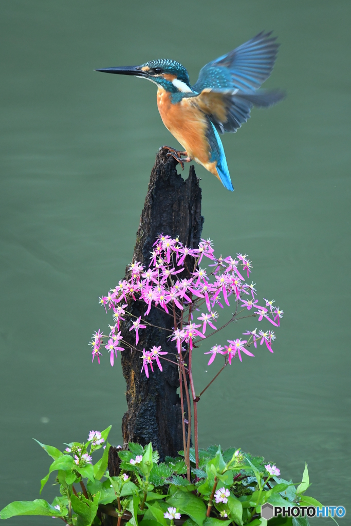 大文字草とカワセミ