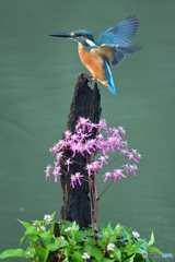 大文字草とカワセミ