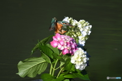 アジサイとカワセミ