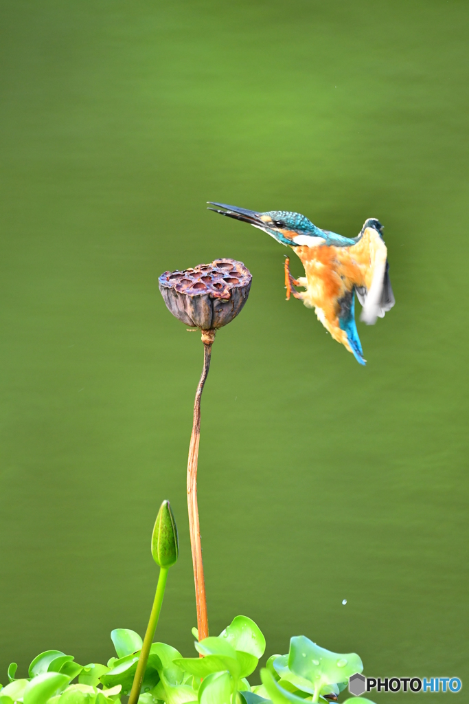 ハスの実とカワセミ