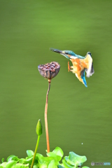 ハスの実とカワセミ