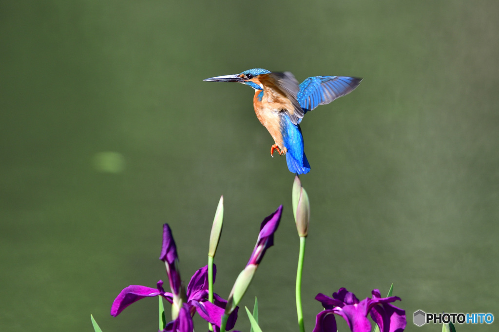 カキツバタとカワセミ