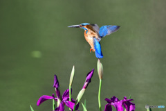 カキツバタとカワセミ